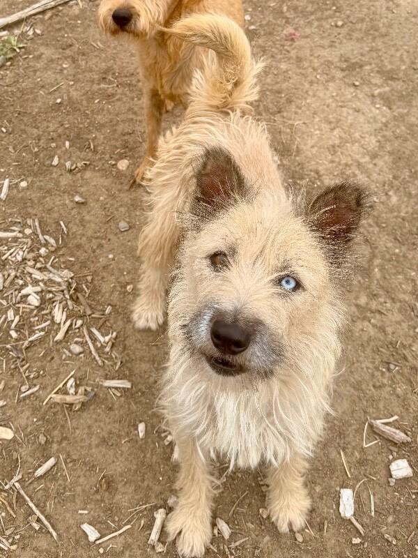 Lola, a Adoptable mixed breed in Windsor, CO image 6/6