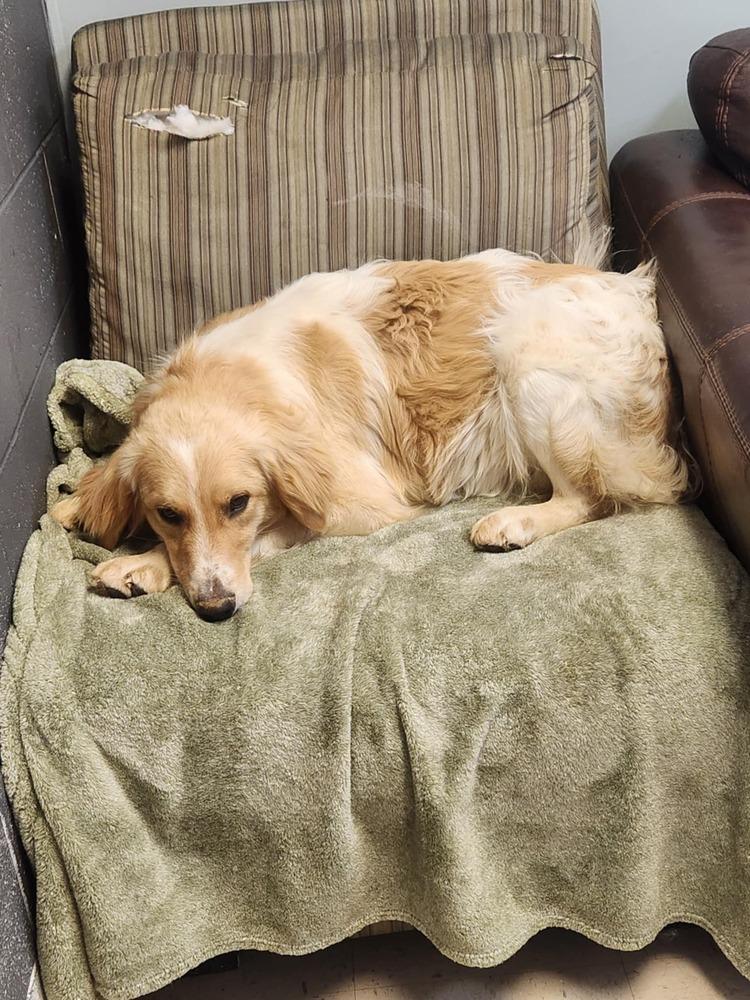 LEEROY, Adoptable, Adult Male Collie & Retriever.