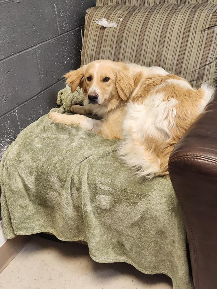 Enlarge LEEROY, a Adoptable mixed breed in Lexington, TN image 2/2