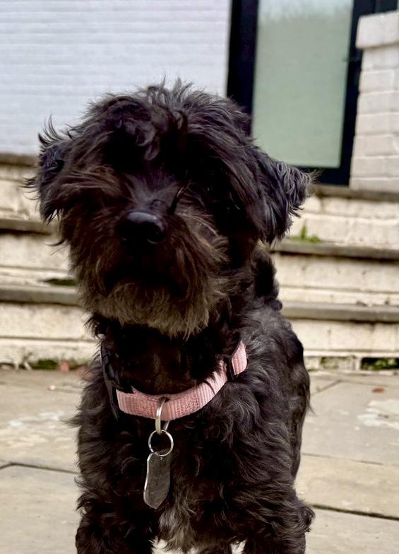 Cliffie, a Adoptable mixed breed in POTOMAC, MD image 1/6