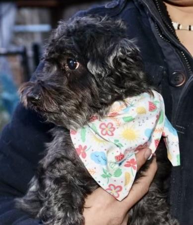 Cliffie, a Adoptable mixed breed in POTOMAC, MD image 2/6