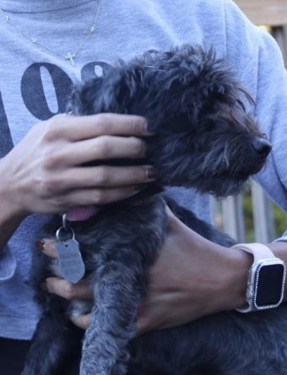 Clifford, an adoptable Schnoodle in POTOMAC, MD, 20854 | Photo Image 1