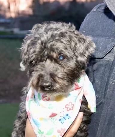 Cliffie, a Adoptable mixed breed in POTOMAC, MD image 3/6