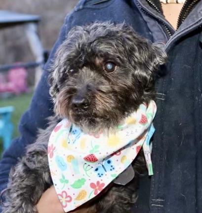 Cliffie, a Adoptable mixed breed in POTOMAC, MD image 4/6