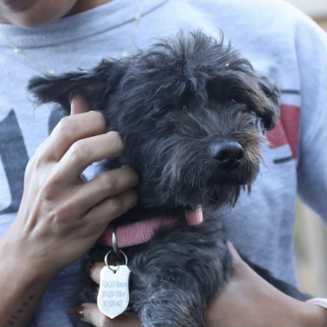 Clifford, an adoptable Schnoodle in POTOMAC, MD, 20854 | Photo Image 2