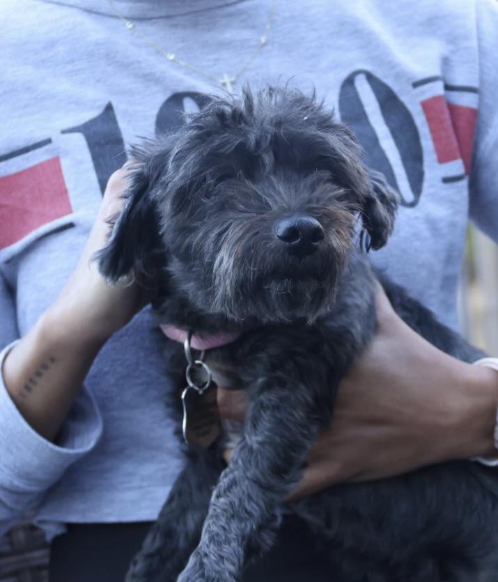 Clifford, an adoptable Schnoodle in POTOMAC, MD, 20854 | Photo Image 4