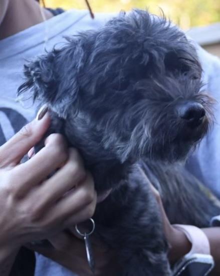 Clifford, an adoptable Schnoodle in POTOMAC, MD, 20854 | Photo Image 6