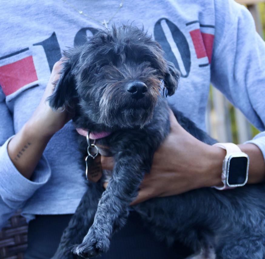 Clifford, an adoptable Schnoodle in POTOMAC, MD, 20854 | Photo Image 5