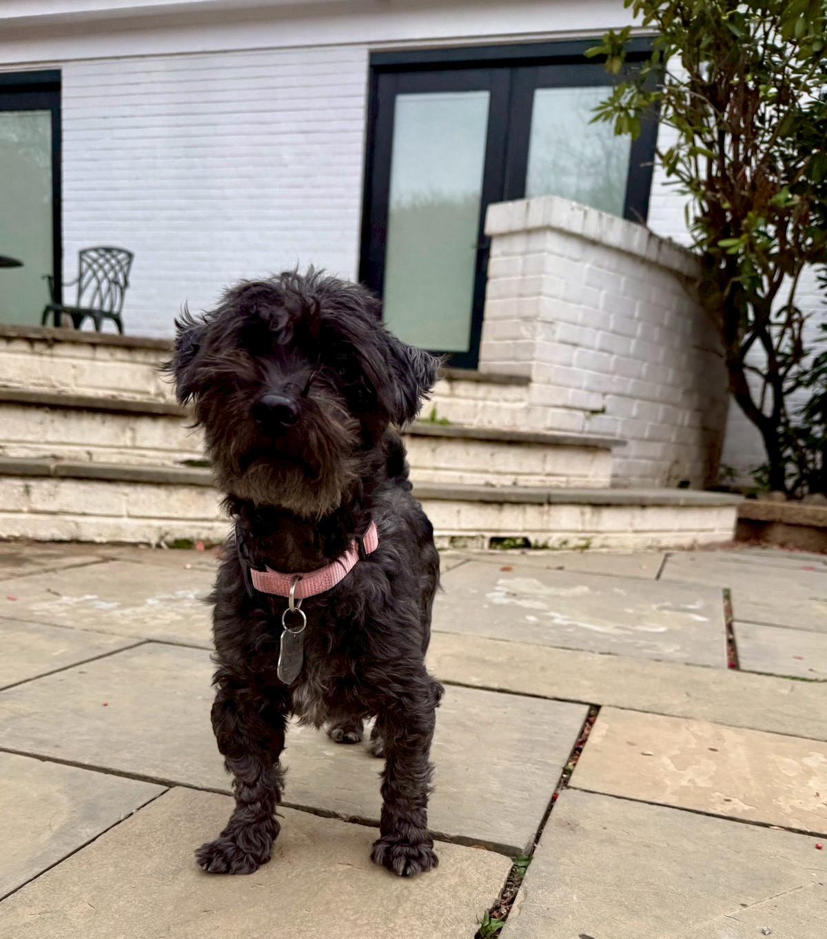 Cliffie, a Adoptable mixed breed in POTOMAC, MD image 6/6