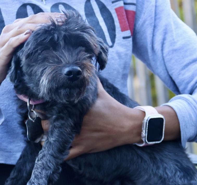 Clifford, an adoptable Schnoodle in POTOMAC, MD, 20854 | Photo Image 3