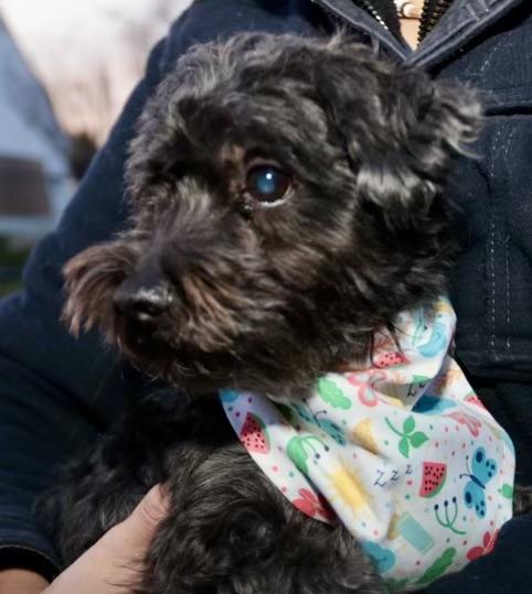 Cliffie, a Adoptable mixed breed in POTOMAC, MD image 5/6