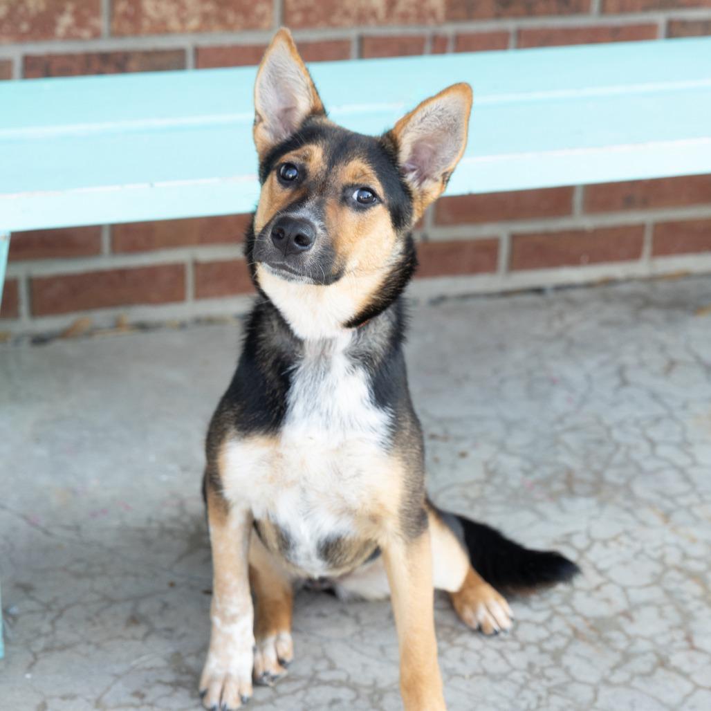 Garden, Young Female Mixed Breed