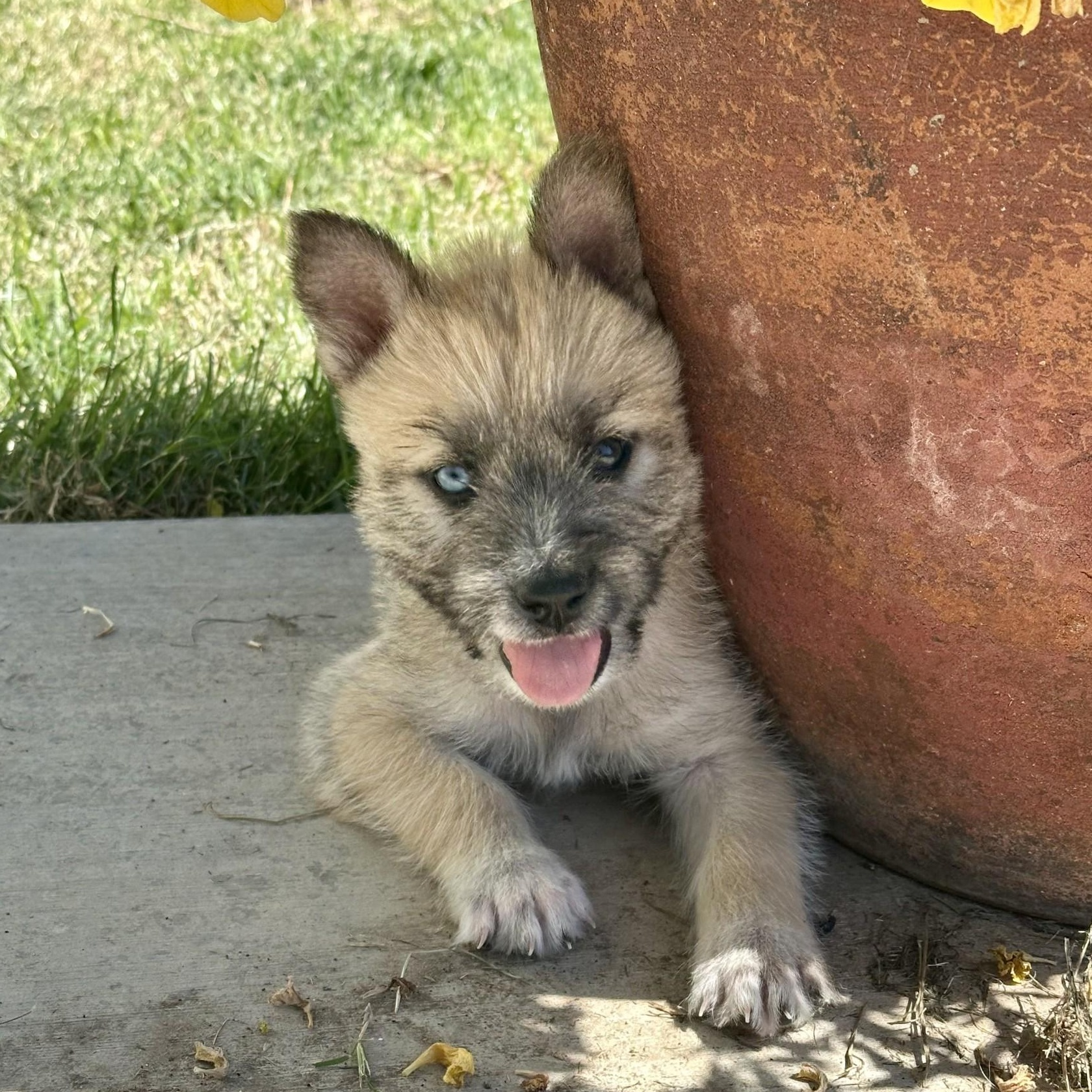 Coyote, an adopted Wirehaired Terrier in modesto, CA image 4/4