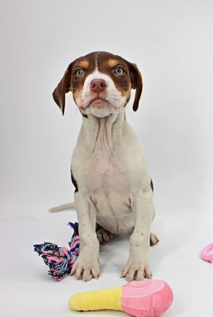 Juniper — thumbnail 2