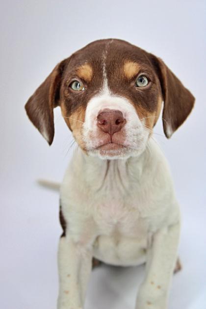 Juniper — thumbnail 3