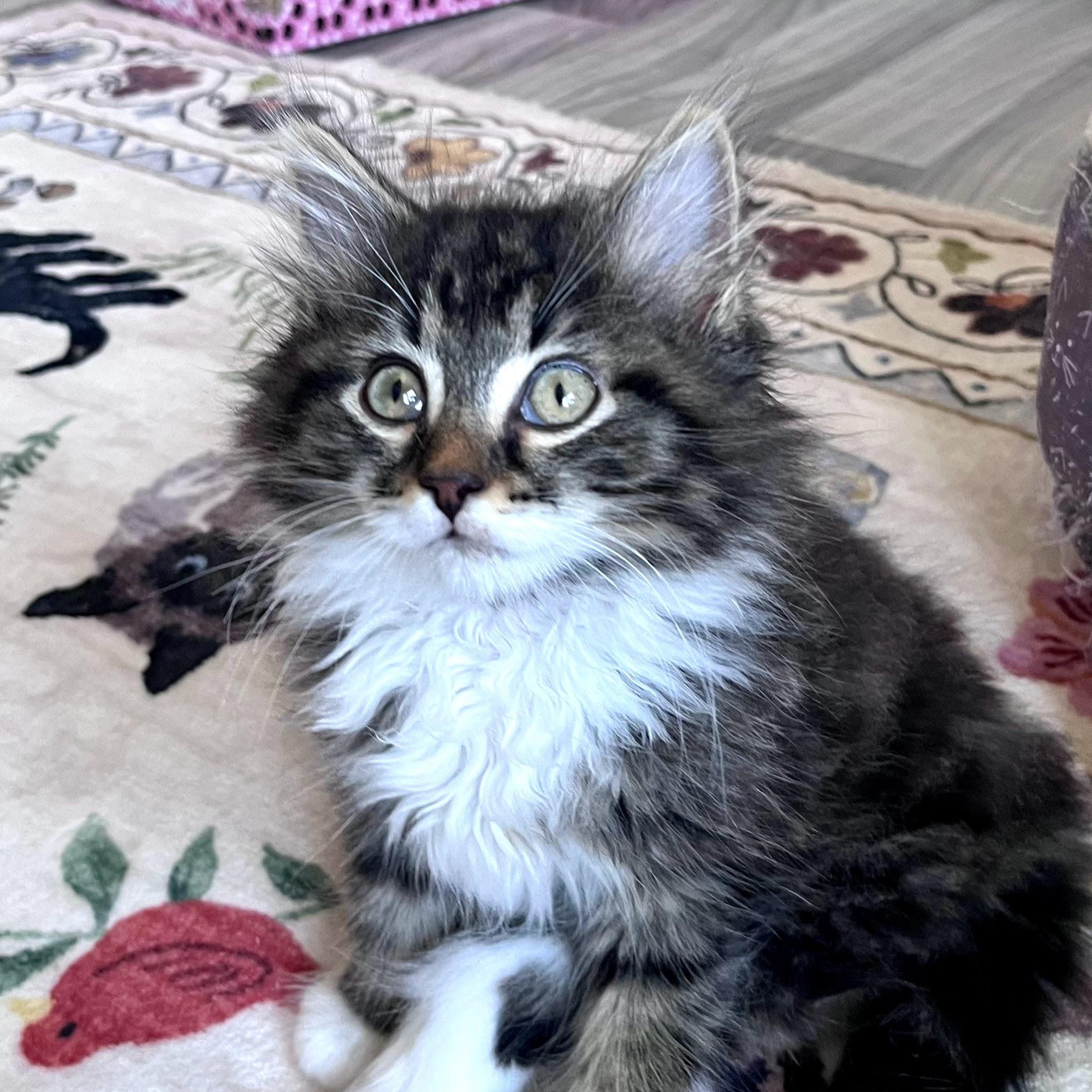 Enlarge Swiffer, an adopted Domestic Long Hair in Charlotte, NC image 4/5