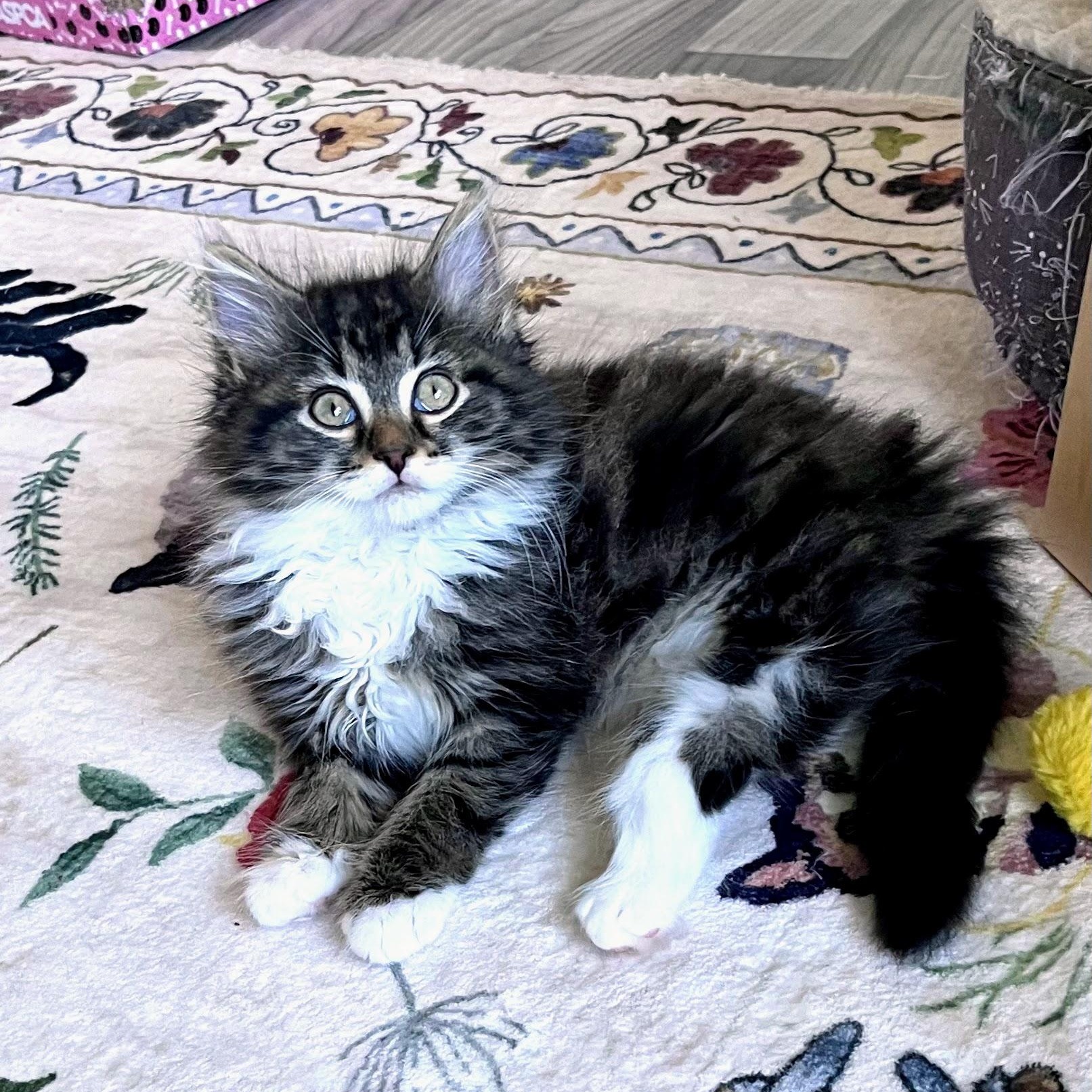 Enlarge Swiffer, an adopted Domestic Long Hair in Charlotte, NC image 3/5
