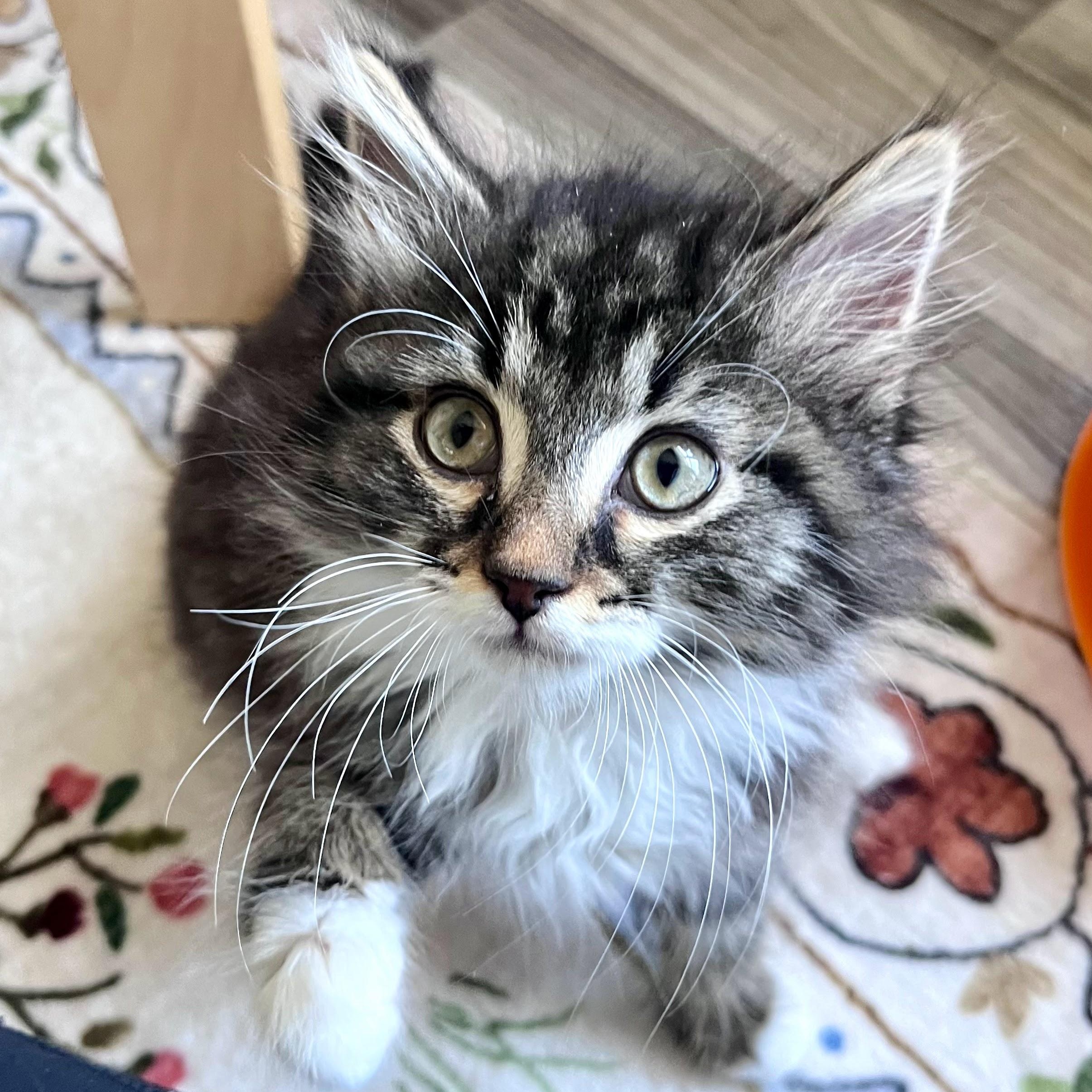 Enlarge Swiffer, an adopted Domestic Long Hair in Charlotte, NC image 1/5