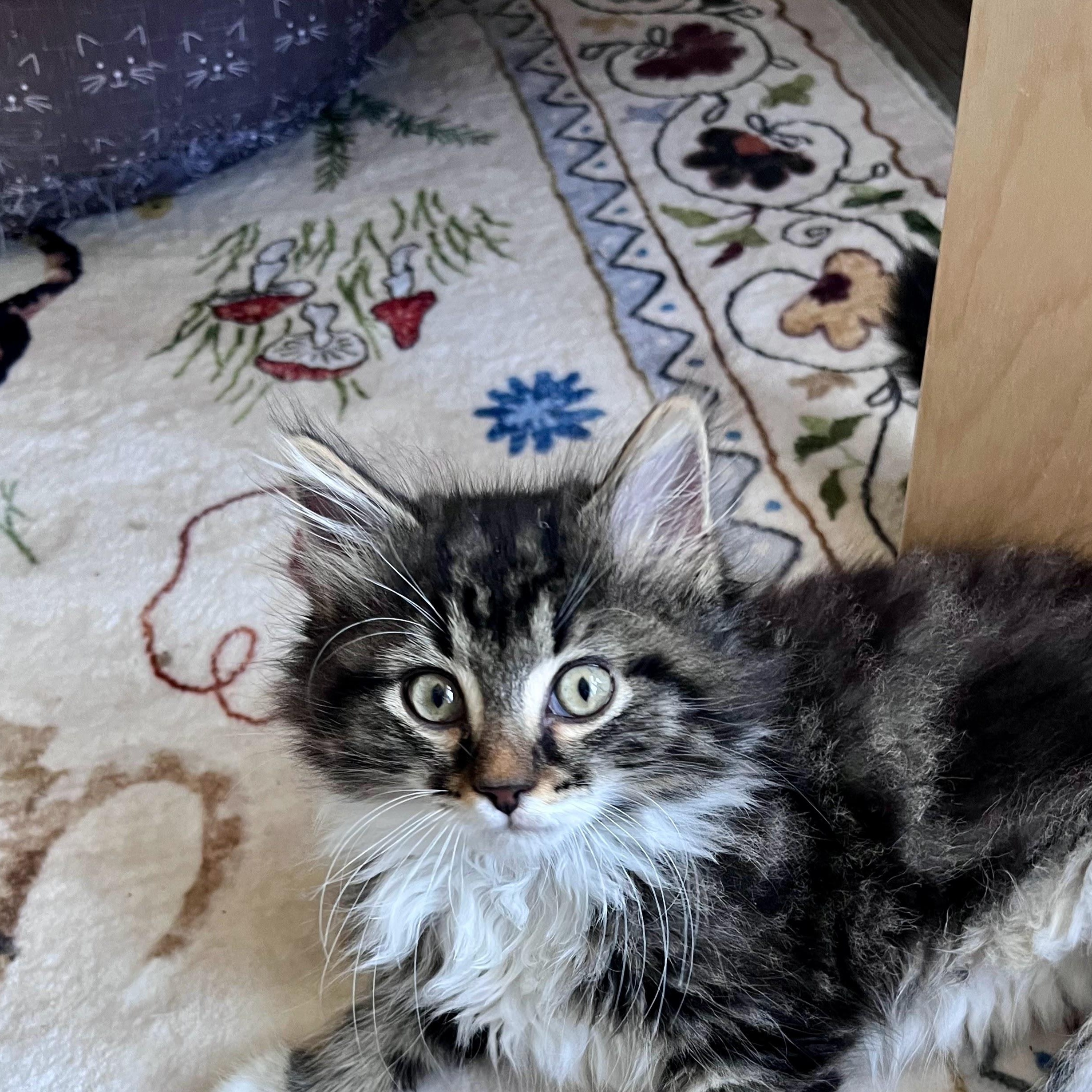 Enlarge Swiffer, an adopted Domestic Long Hair in Charlotte, NC image 2/5