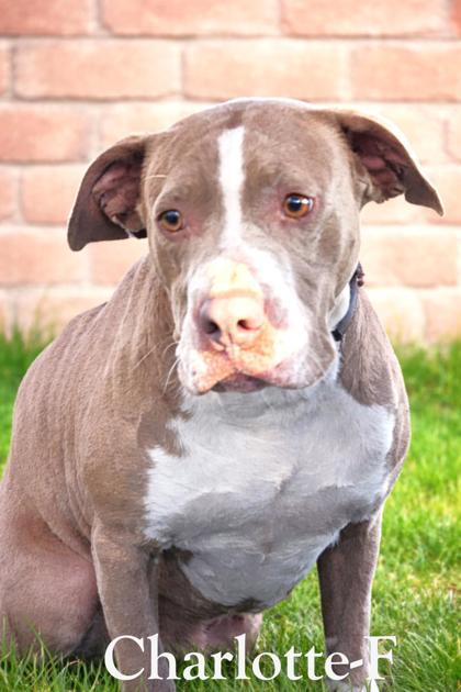 Charlotte, Adoptable, Adult Female Pit Bull Terrier & Mixed Breed.