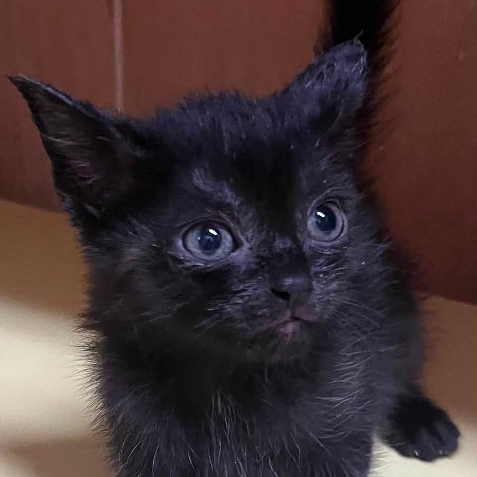 Enlarge Micki, a Adoptable Domestic Short Hair in Concord, NC image 1/2