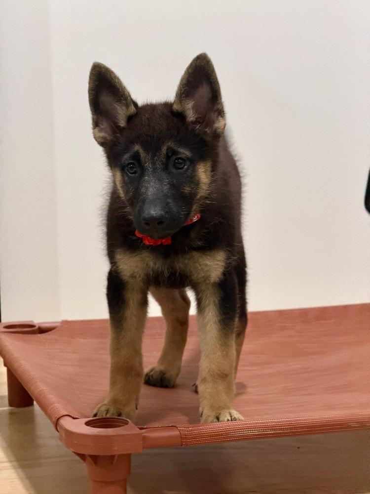 Enlarge Pumkin, a Adoptable German Shepherd Dog in Palo Alto, CA image 1/6