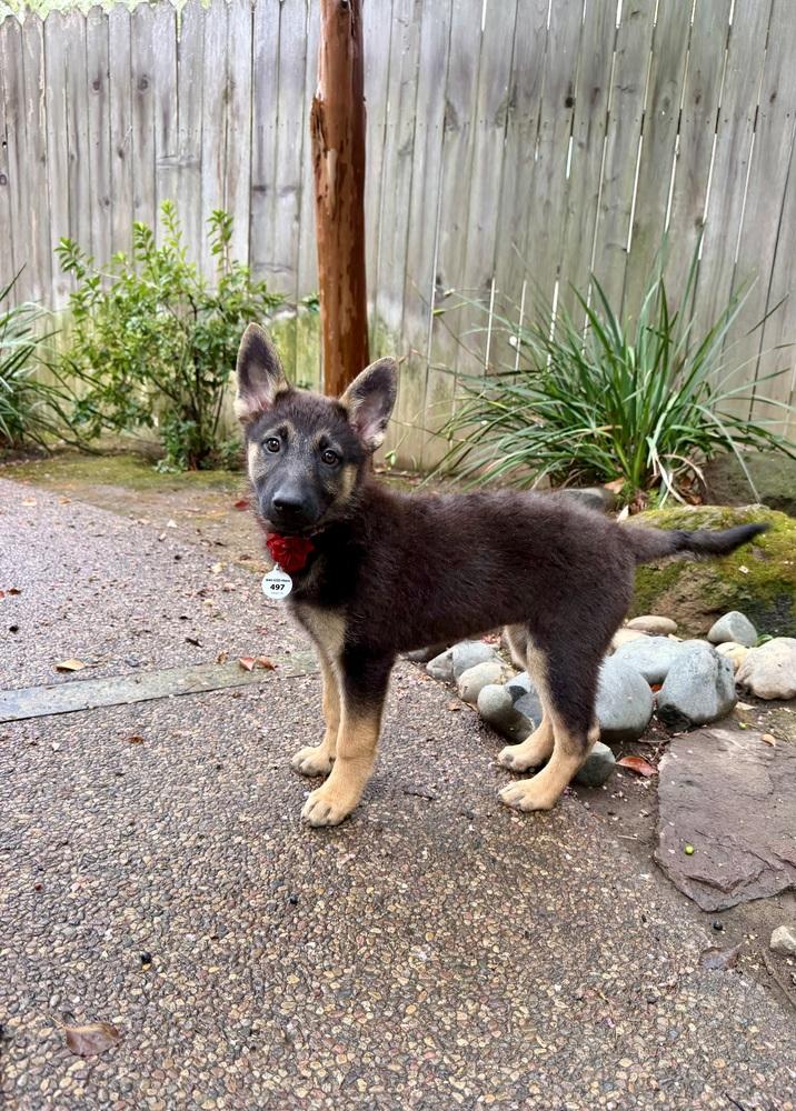 Enlarge Pumkin, a Adoptable German Shepherd Dog in Palo Alto, CA image 5/6