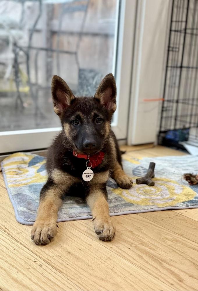 Enlarge Pumkin, a Adoptable German Shepherd Dog in Palo Alto, CA image 6/6