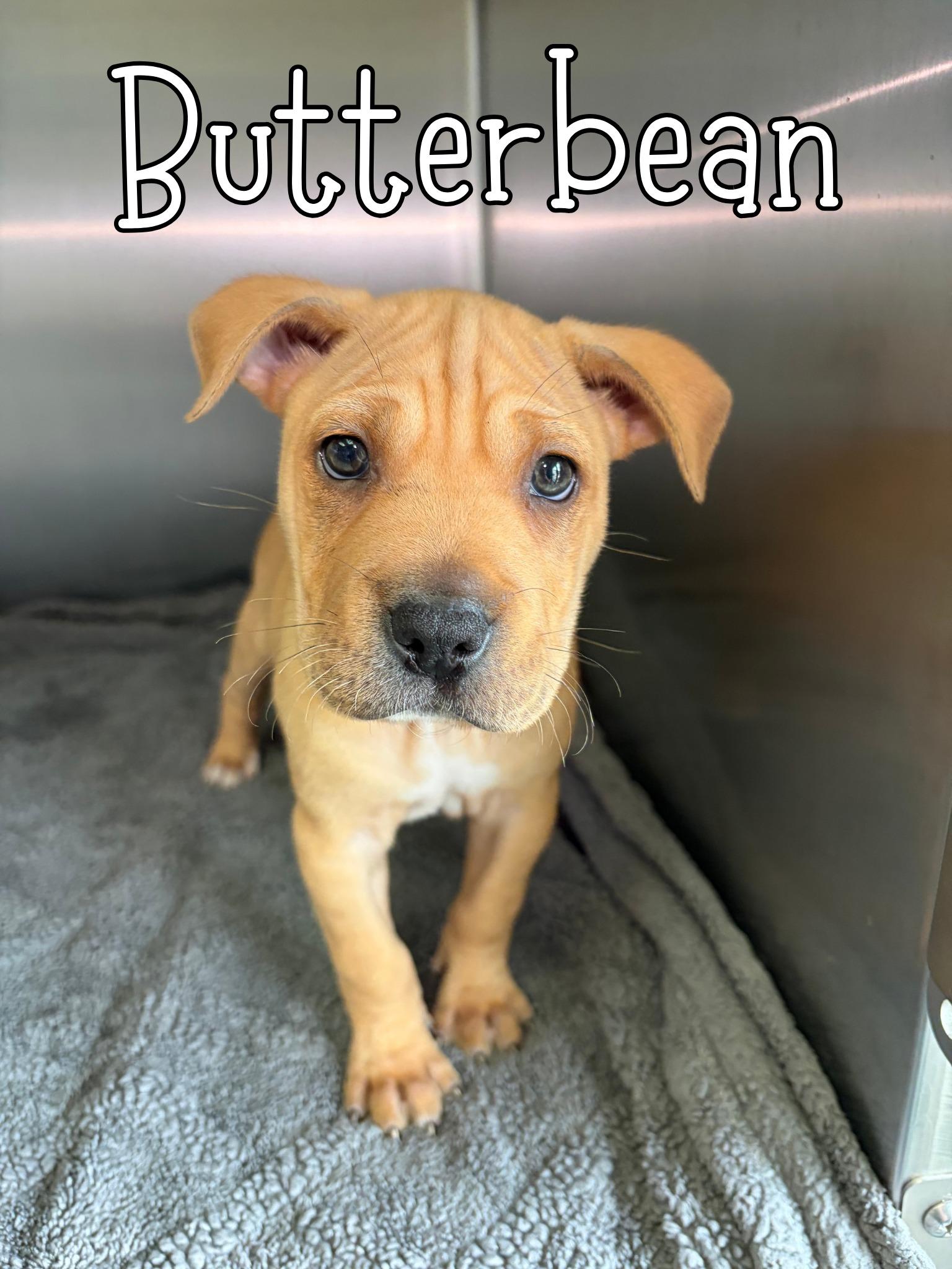 Butterbean, ADOPTABLE, Puppy Female Shar-Pei.