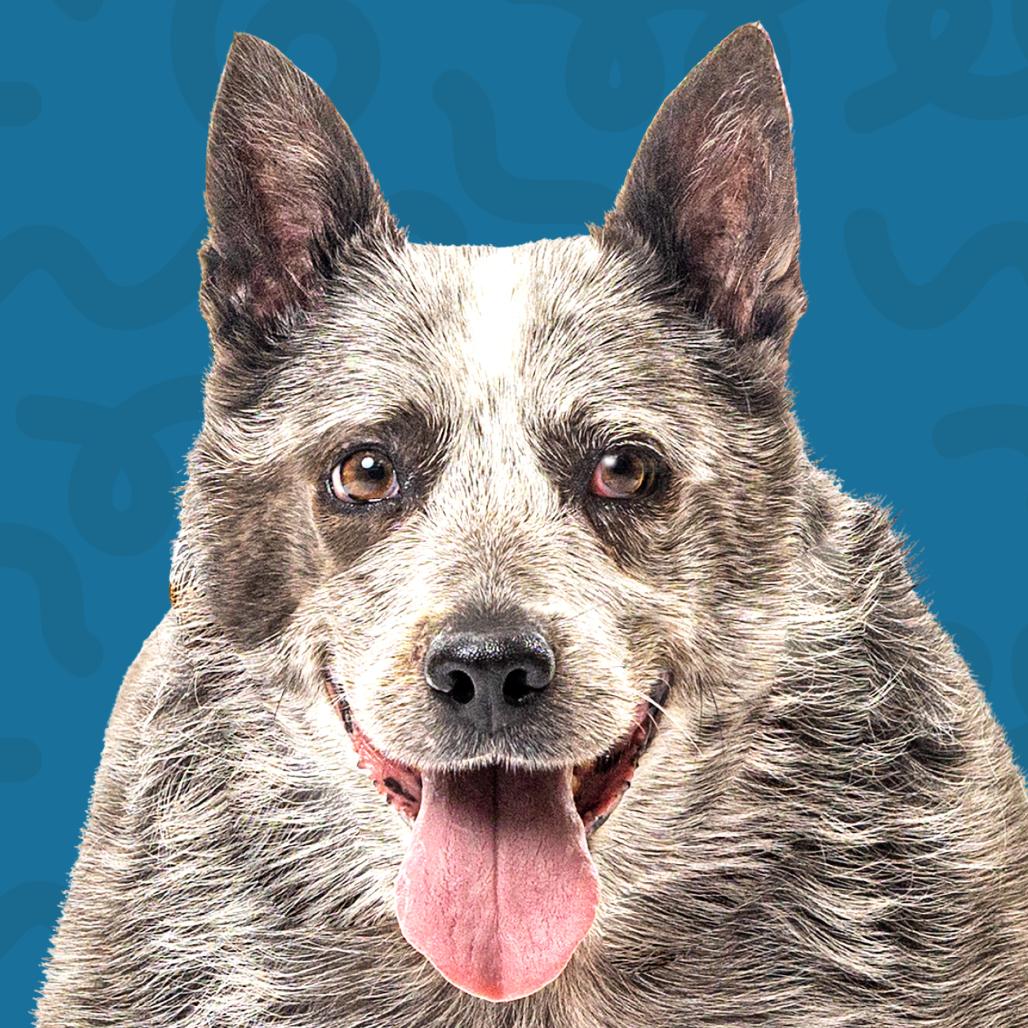 Enlarge Bandit, a Adoptable Australian Cattle Dog / Blue Heeler in Reno, NV image 1/6