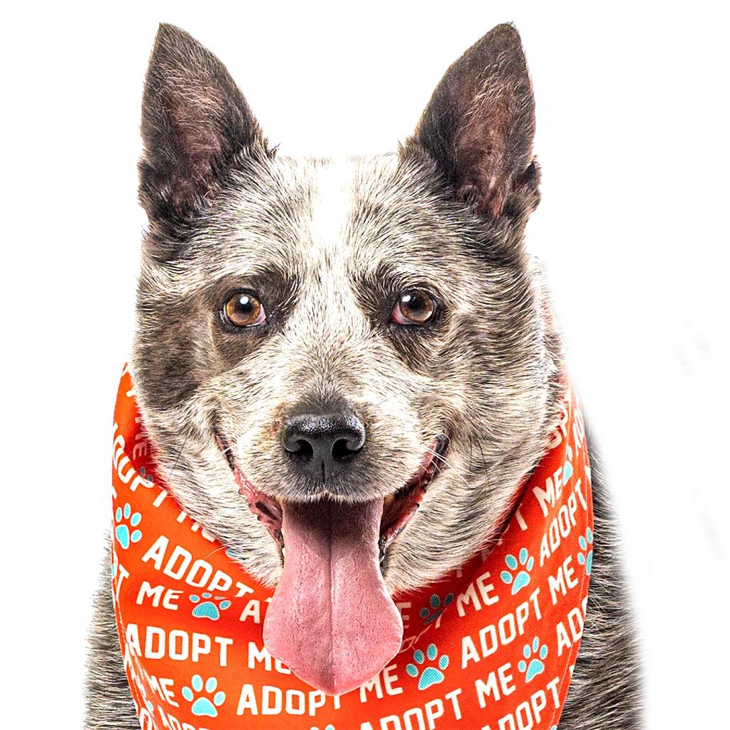 Enlarge Bandit, a Adoptable Australian Cattle Dog / Blue Heeler in Reno, NV image 2/6