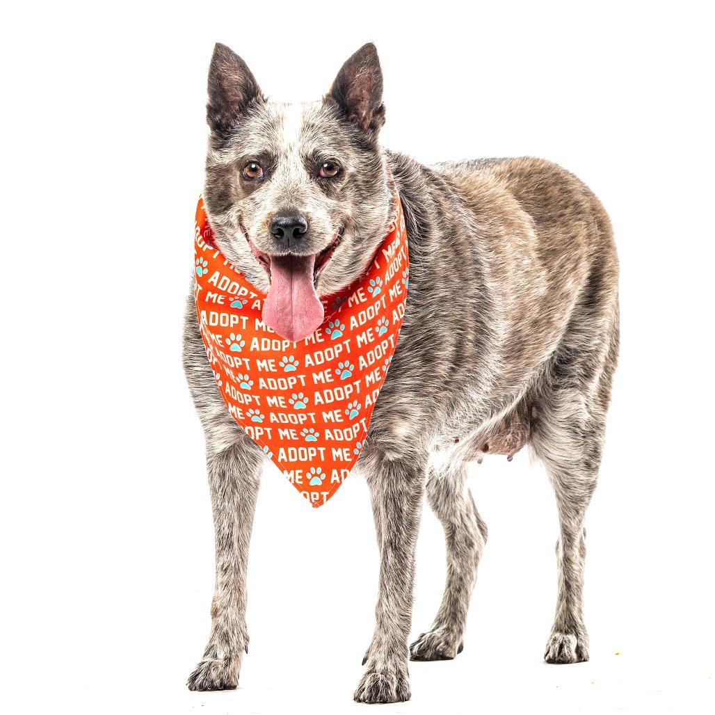Enlarge Bandit, a Adoptable Australian Cattle Dog / Blue Heeler in Reno, NV image 3/6