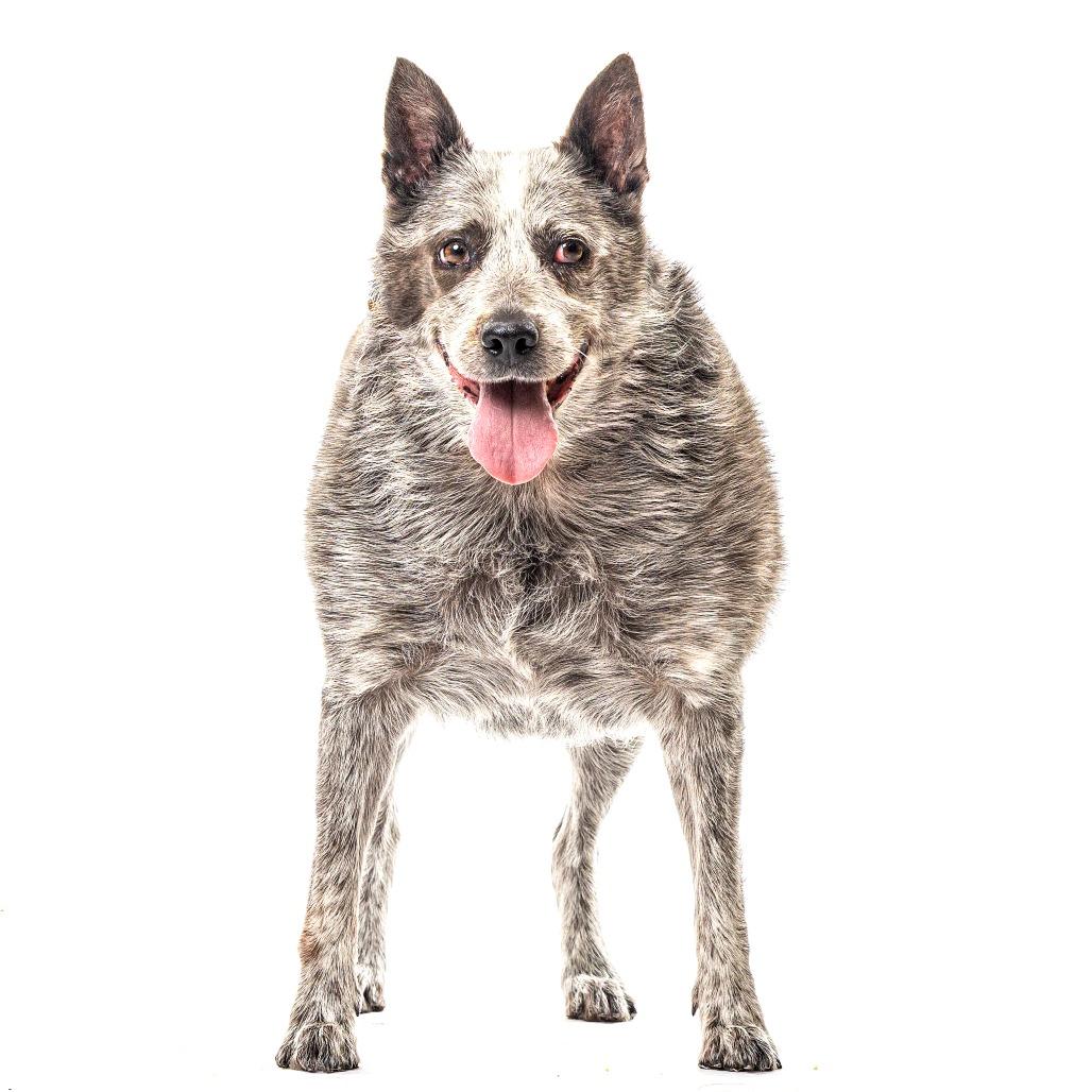 Enlarge Bandit, a Adoptable Australian Cattle Dog / Blue Heeler in Reno, NV image 4/6