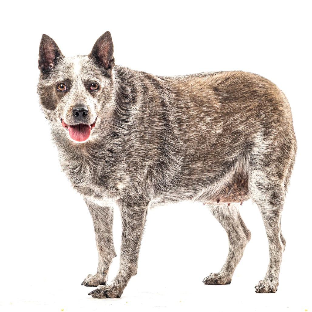 Enlarge Bandit, a Adoptable Australian Cattle Dog / Blue Heeler in Reno, NV image 5/6
