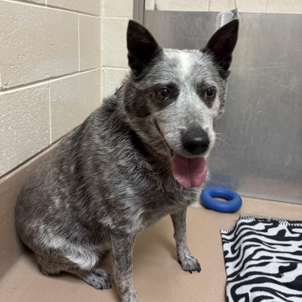Enlarge Bandit, a Adoptable Australian Cattle Dog / Blue Heeler in Reno, NV image 6/6