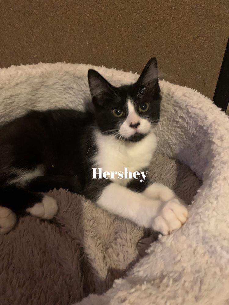 Hershey, Adoptable, Young Male Domestic Short Hair.