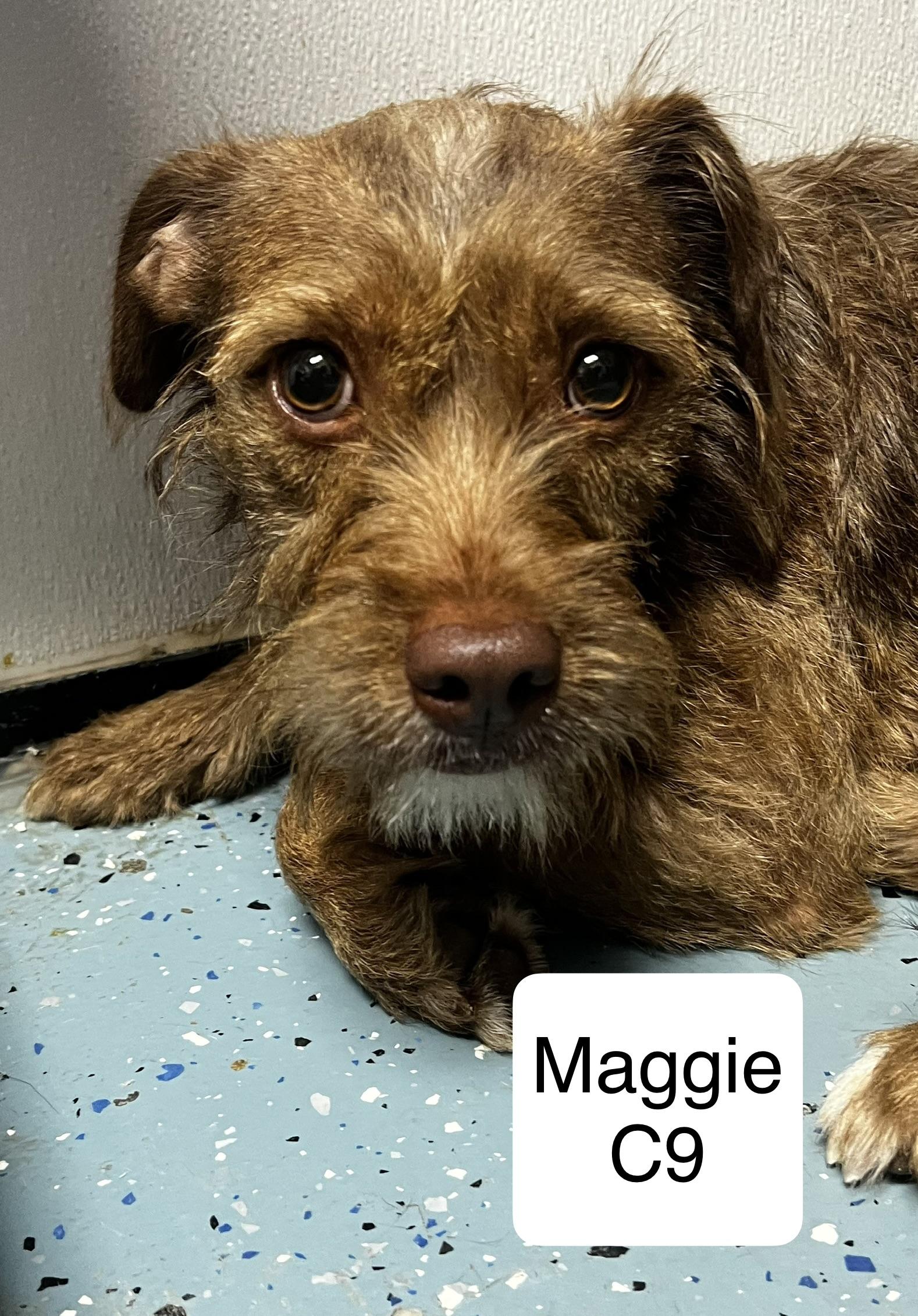 Maggie, ADOPTABLE, Adult Female Terrier.