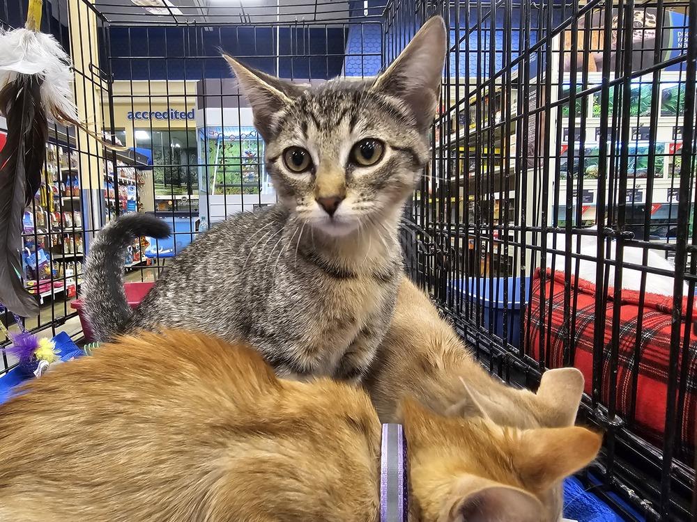 Wilma, Adoptable, Young Female Domestic Short Hair & Tabby.