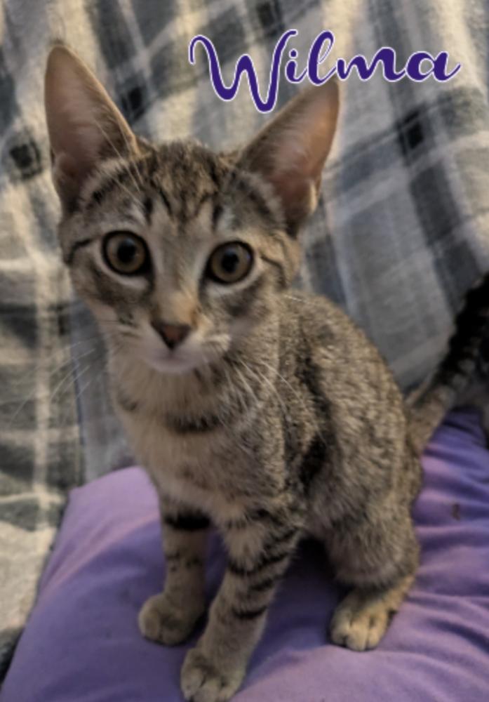 Wilma, a Adoptable mixed breed in Powder Springs, GA image 2/2