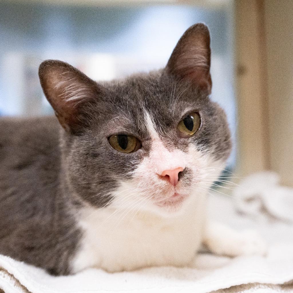 Beeg, Adoptable, Adult Female Domestic Short Hair.