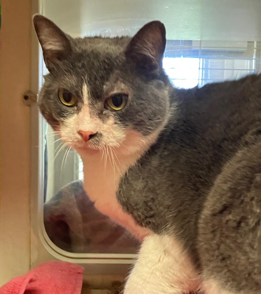 Enlarge Beeg, a Adoptable mixed breed in Christiansburg, VA image 2/3