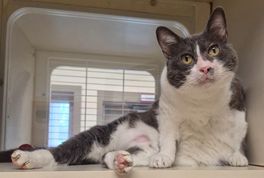 Enlarge Beeg, a Adoptable mixed breed in Christiansburg, VA image 3/3