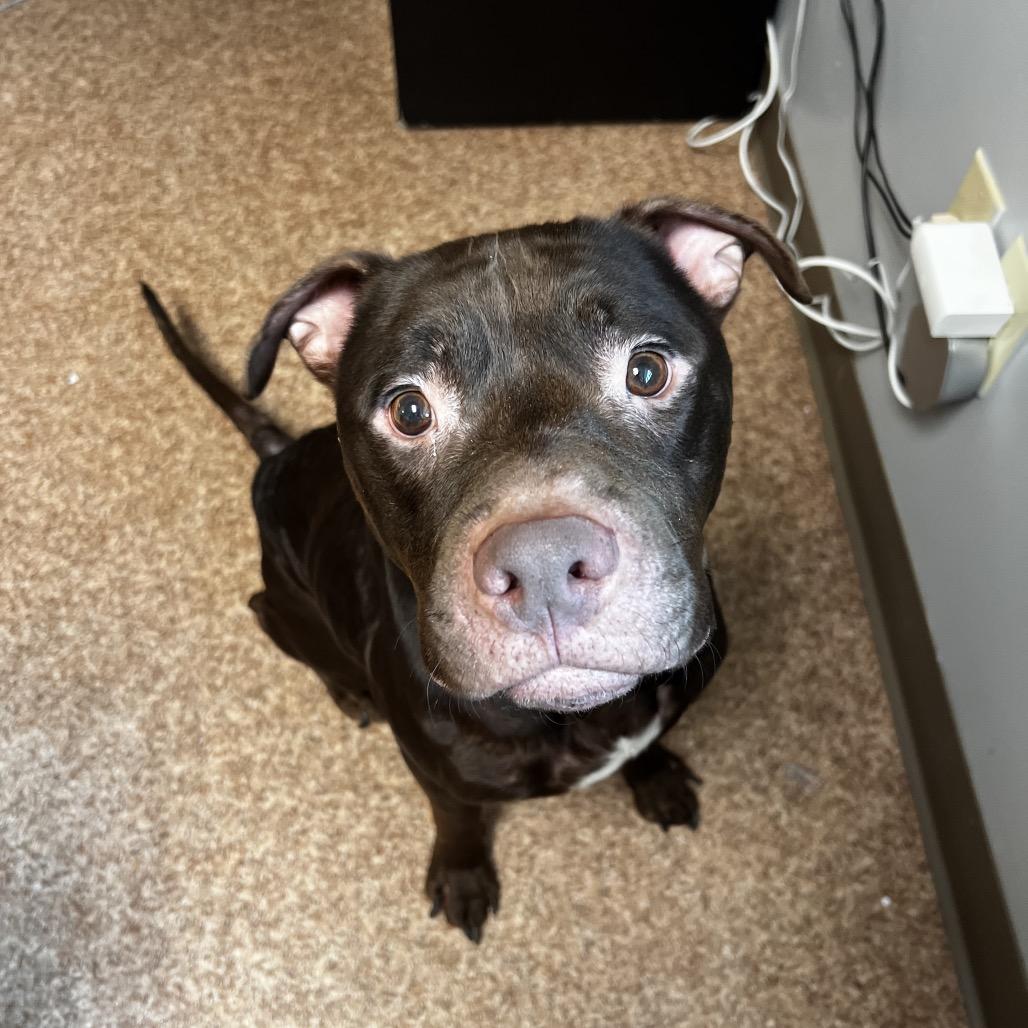 Enlarge Theo, a Adoptable mixed breed in Harrisville, WV image 1/1