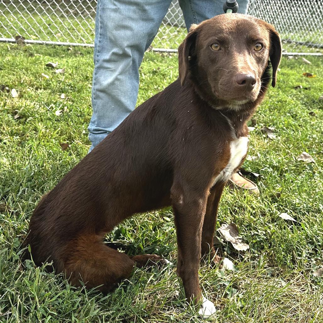 Enlarge Frankie, a Adoptable mixed breed in Warrensburg, MO image 1/1