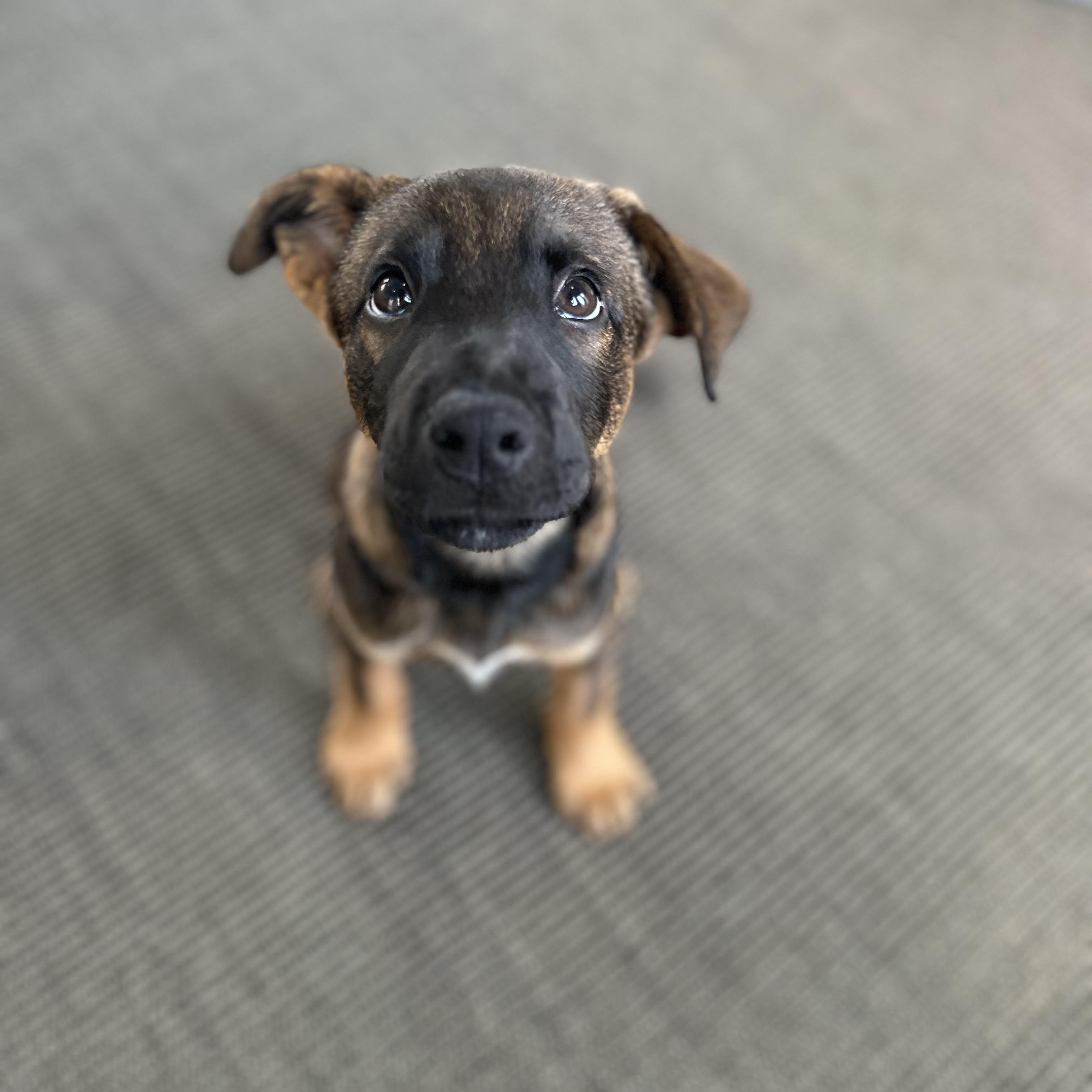 Landing, a Adoptable mixed breed in Rock Hill, SC image 3/5