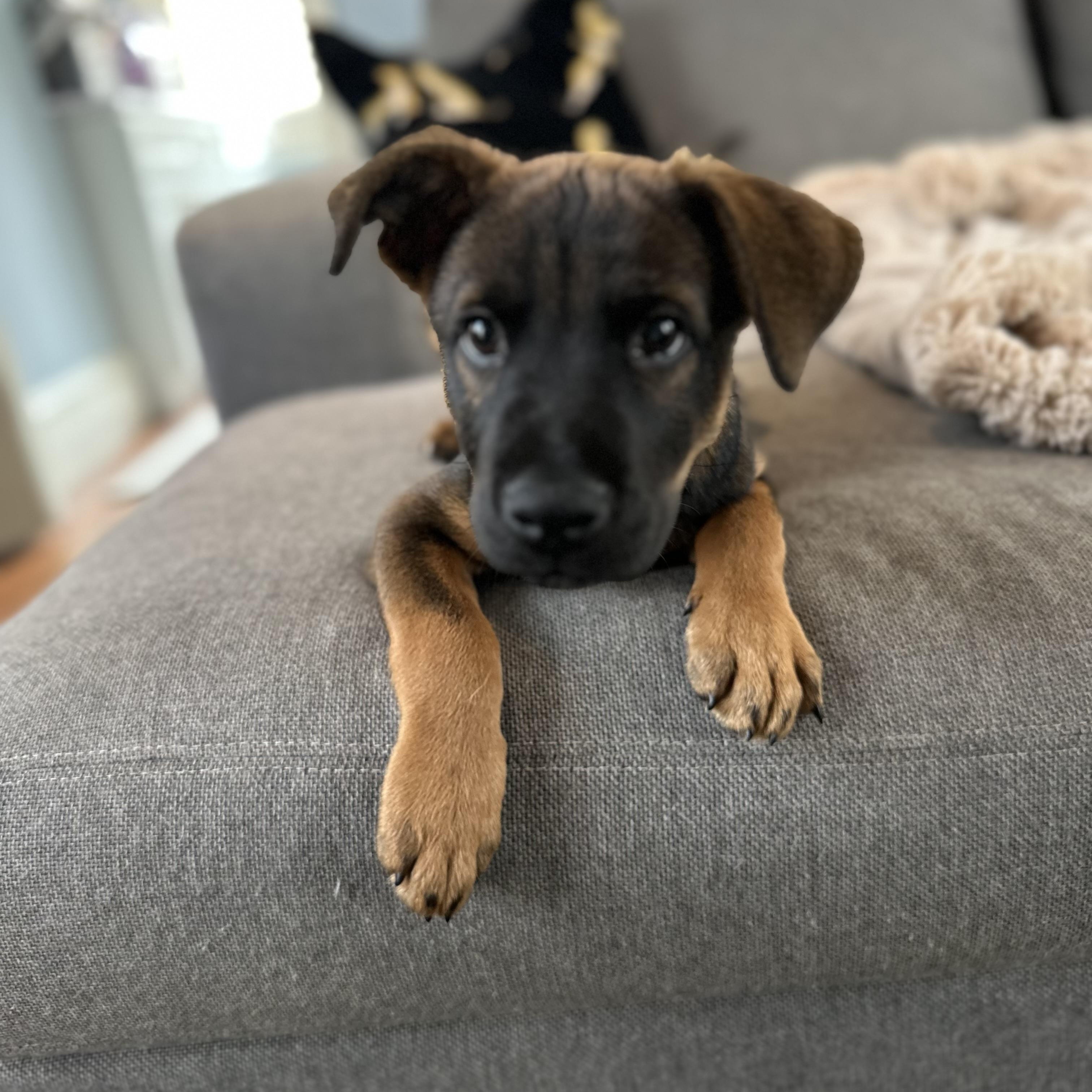 Landing, a Adoptable mixed breed in Rock Hill, SC image 4/5