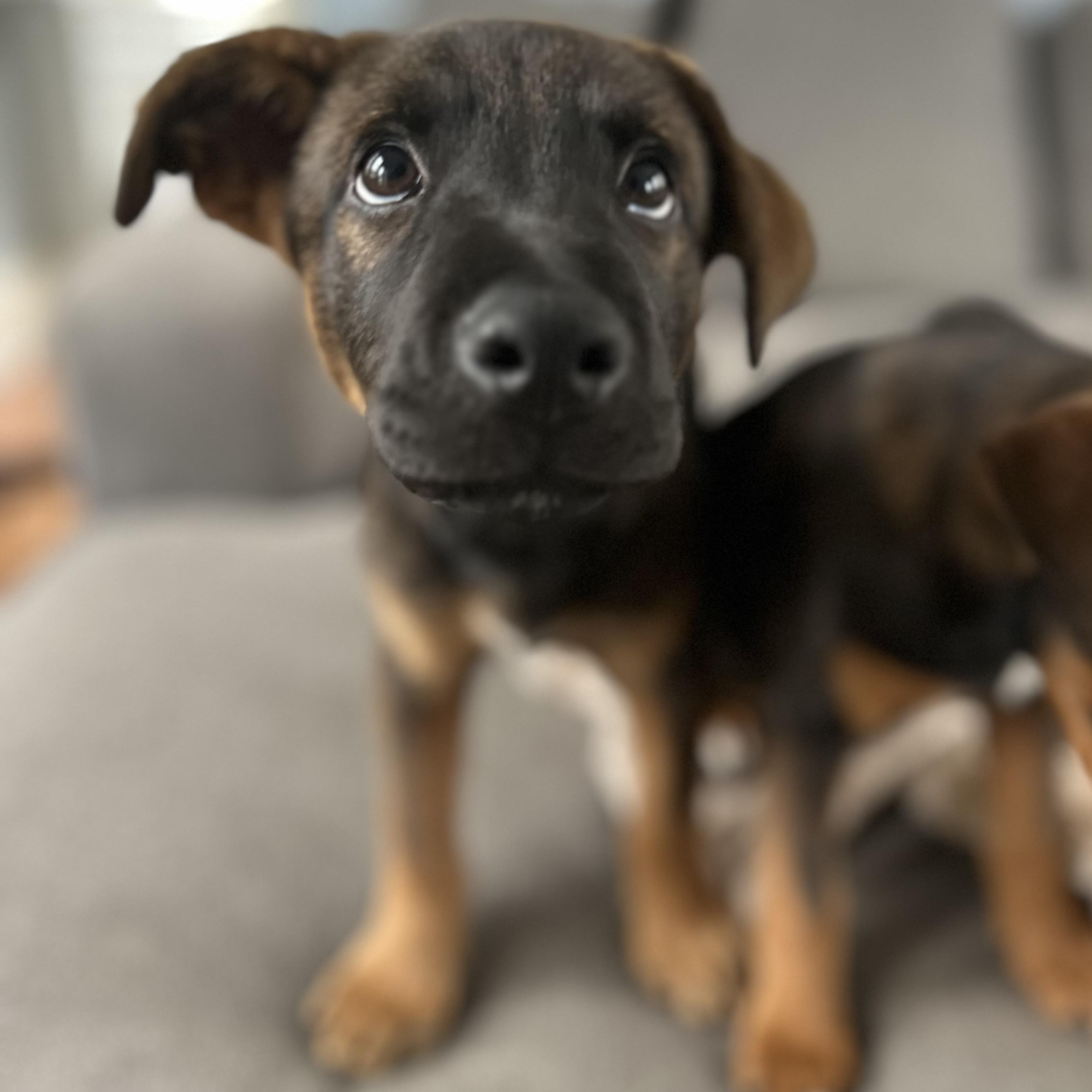 Landing, a Adoptable mixed breed in Rock Hill, SC image 5/5