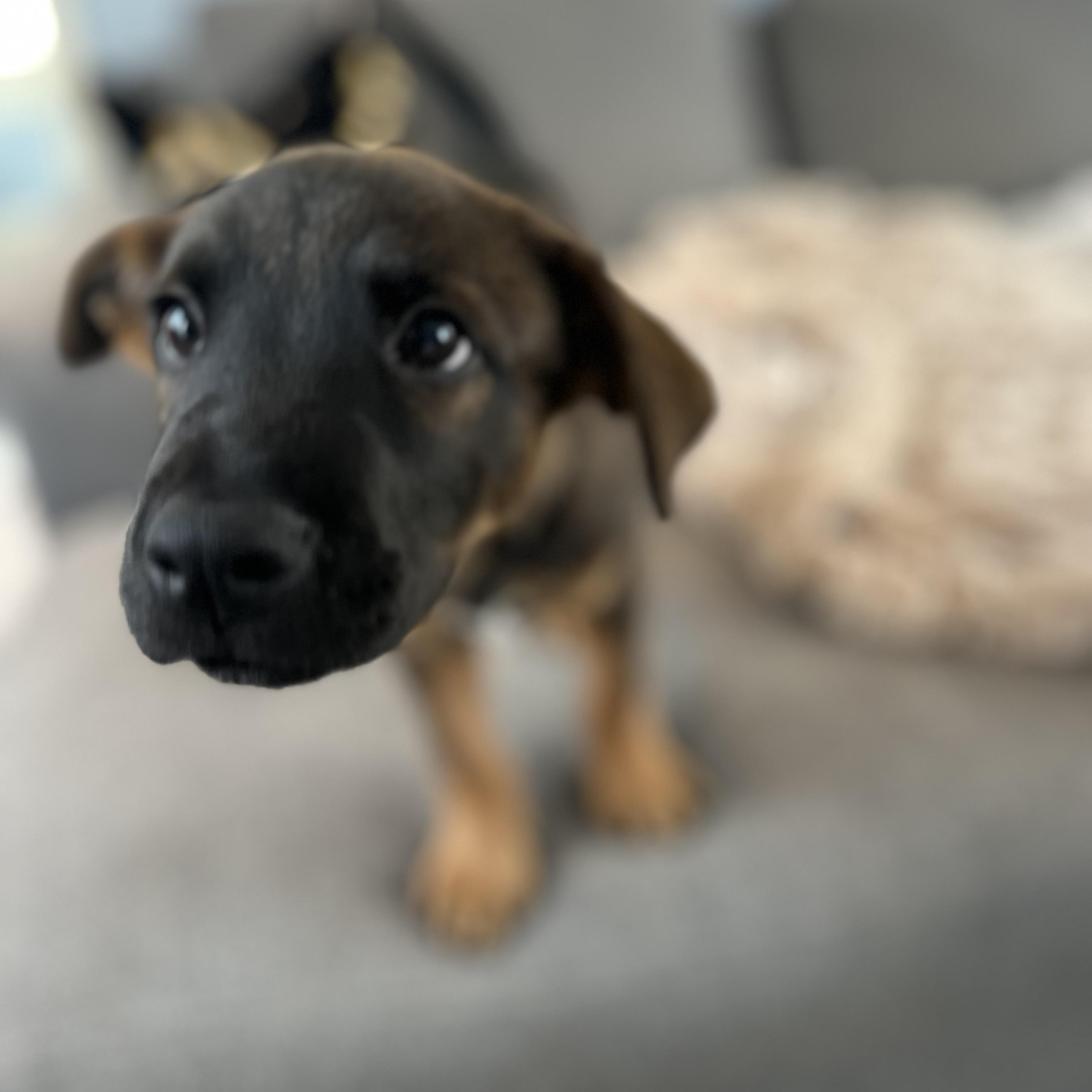 Landing, a Adoptable mixed breed in Rock Hill, SC image 2/5