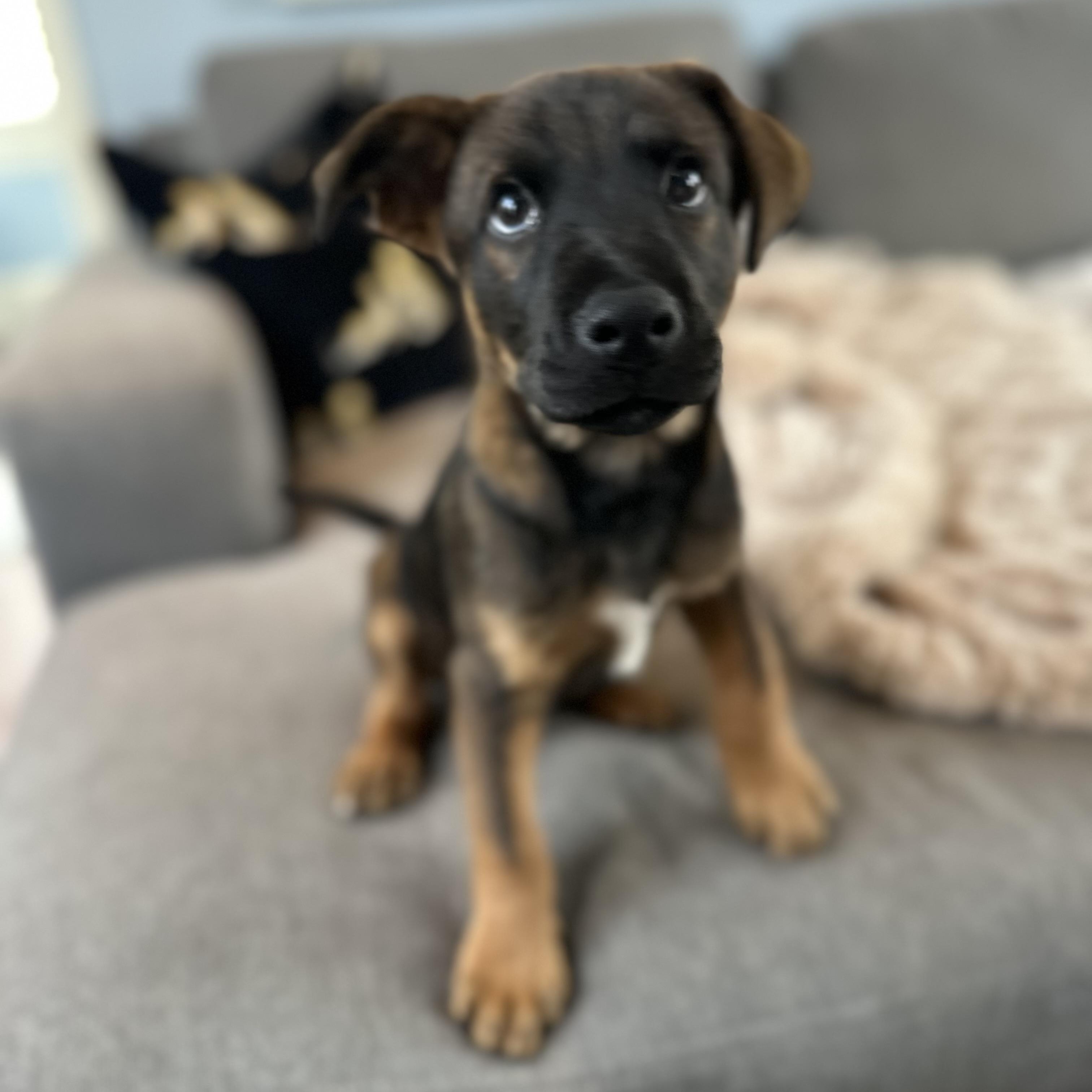 Landing, Adoptable, Puppy Male Shepherd & Black Mouth Cur.