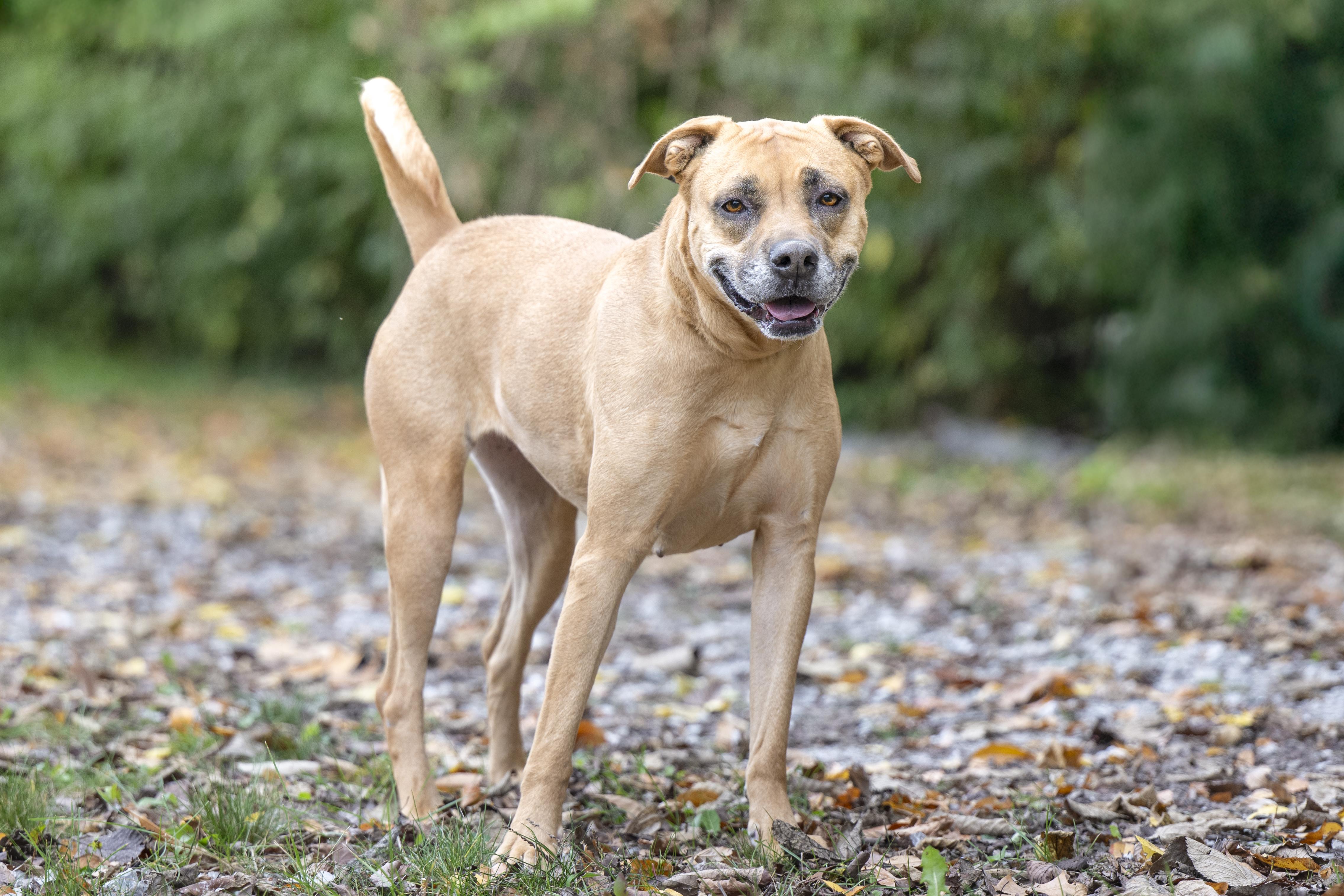 Mamas, a Adoptable mixed breed in Terre Haute, IN image 1/2